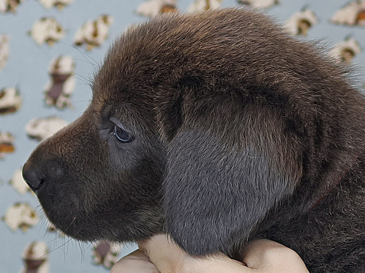 chinook puppy